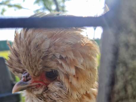 Visite guidée de la ferme