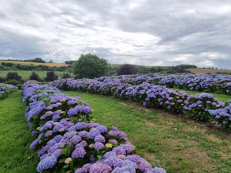 Jardin Hortence