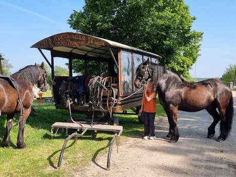 La calèche est dans le pré