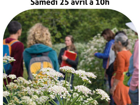 Balade botanique à la Pointe du Conguel