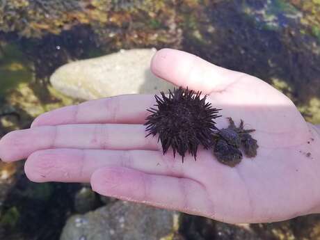 Découverte de l'estran et de la pêche à pied