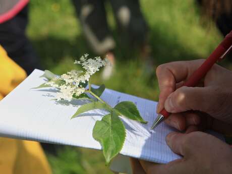 Atelier « cueillette et cuisine sauvage »