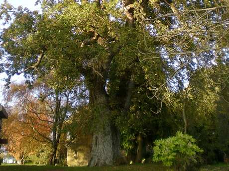 Le Chêne du presbytère (400 ans)