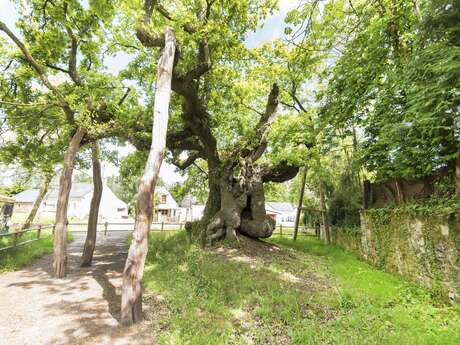 Chêne de Longueville