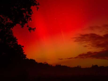 La danse des chauves-souris