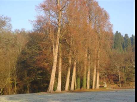 Les arbres remarquables du Domaine de Kerguéhennec