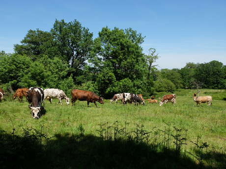 Ferme de la cerisaie