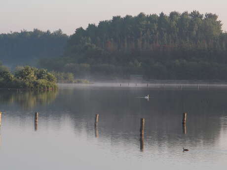 Découverte des oiseaux d'eau migrateurs