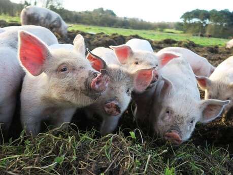 Ferme de Brénature