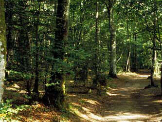 Forêt Domaniale du Mesnil