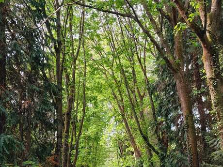 Circuit de la balade forestière n°119