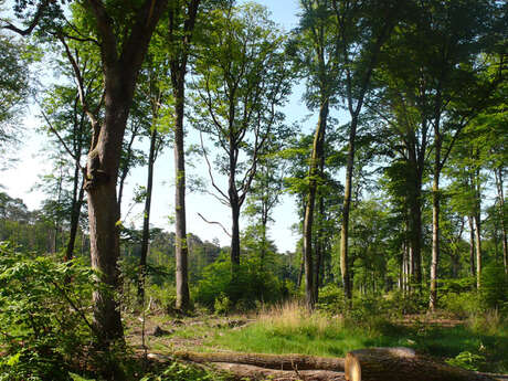 Circuit VTT en Pays de Rennes n°2: Sud Mi-Forêt Circuit VTT en Pays de Rennes n°2: Sud Mi-Forêt