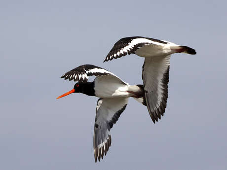 Les oiseaux de la Ria du Conquet