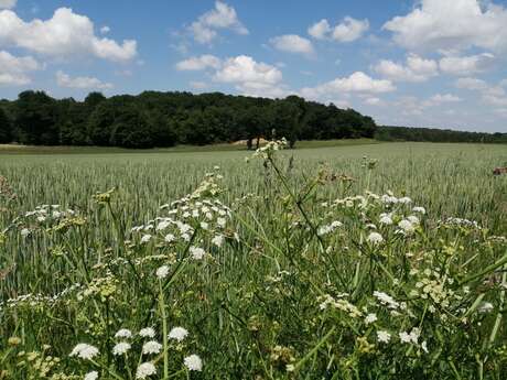 Balade à la campagne
