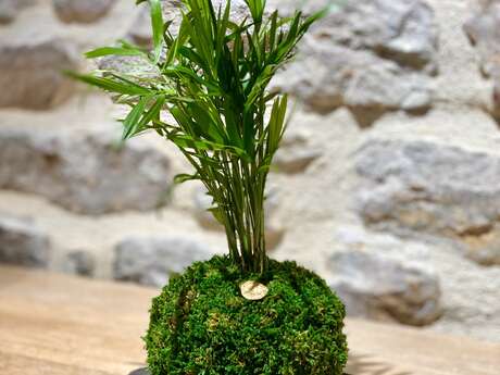 Atelier kokedama - Art végétal japonais