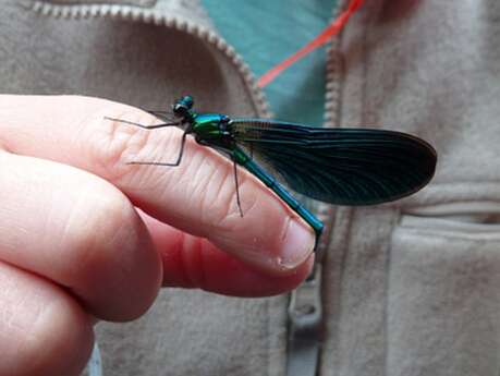 L'Insectarium et sa volière aux papillons