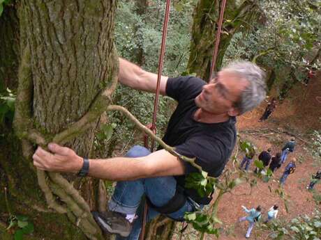 Grimpe encadrée - L'Arbre à Lutik