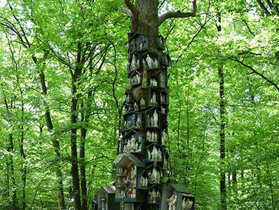 Le Chêne à la Vierge