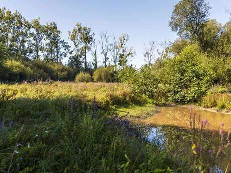 Les prairies d'Olivet
