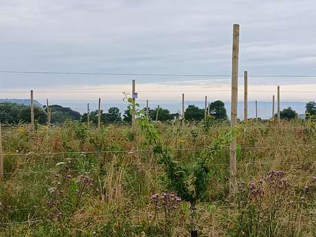 Visite de la Ferme "Les Fruits d'Arthur"