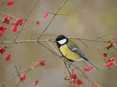 Découverte des oiseaux