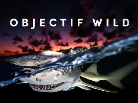 Projection & conférence - Objectif WILD: face à face avec les requins