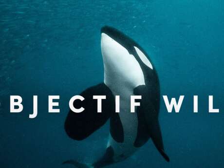 Projection "Objectif Wild: Face à face avec les orques"