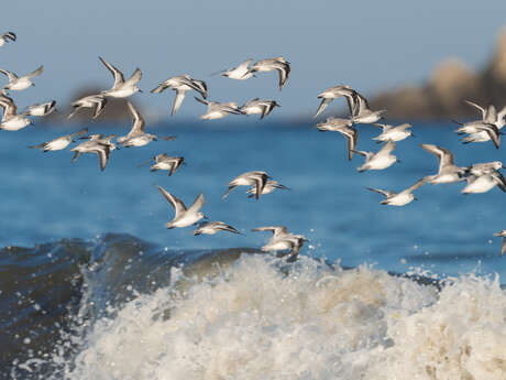 Visite découverte : La pointe de Conguel, un site naturel unique ouvert sur l’océan !