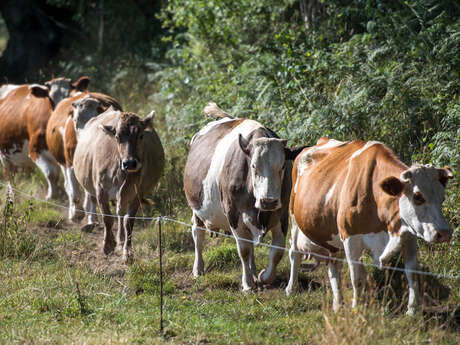 La Ferme de Penquelen