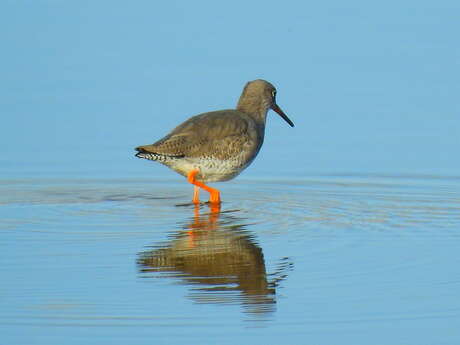 Découverte des oiseaux