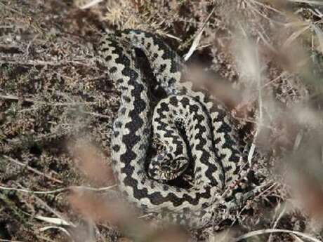 Visites et balades : Dans la peau des reptiles Visites et balades : Dans la peau des reptiles