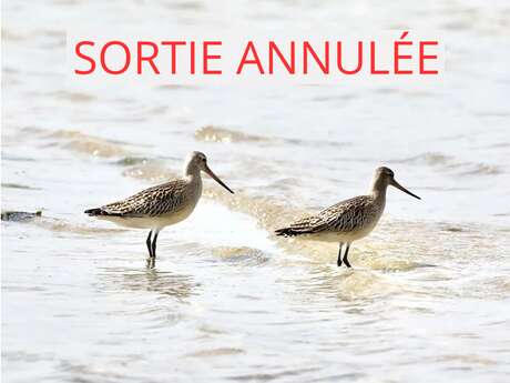 SORTIE ANNULÉE !!! Autour des oiseaux du littoral