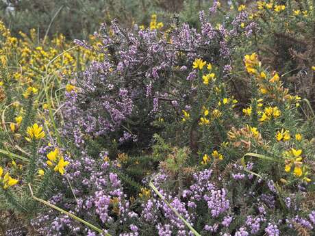Morbihan Grandeur Nature - Atelier botanique