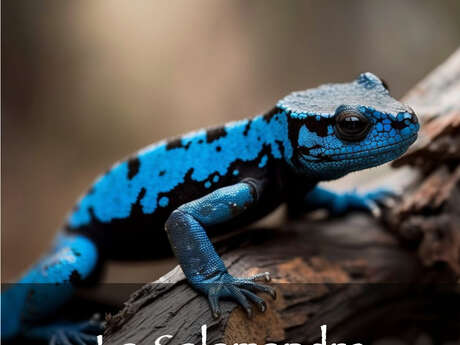 OutQuest - Quête de la Salamandre