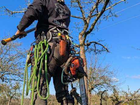Initiation à la taille de pommiers avec un arboriste professionnel