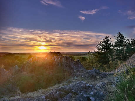 A la découverte de l'oiseau mobylette
