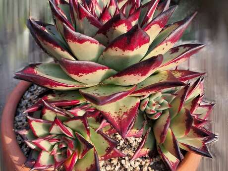 Salon des plantes exotiques - Bédée