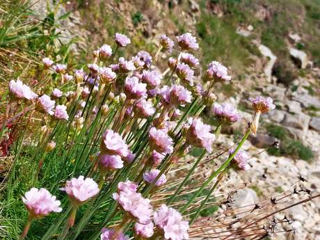 Les secrets des plantes du littoral