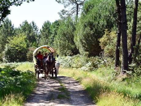 Balade en calèche - Tréviet