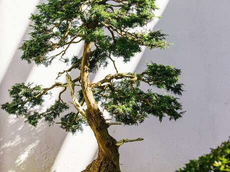 Exposition Régionale de bonsaï