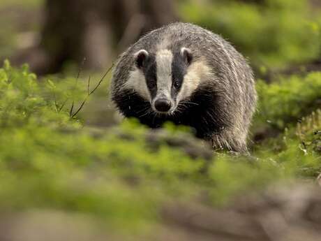 Journée de découverte du petit ours de Brocéliande