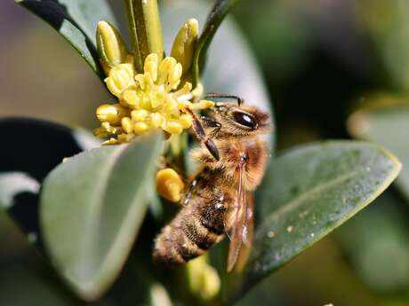 Exposition "Sauvons les abeilles"