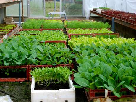 Bellevue sur l'potager