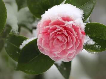 Journées des Camellias à floraison d'automne