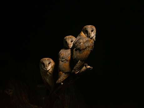 Les Chouettes Nuits au Prieuré Saint Etienne