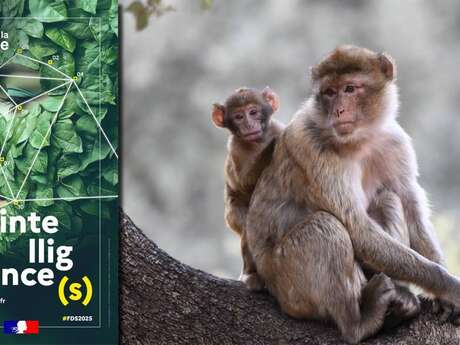Conférence & Exposition : Comprendre le comportement du singe Magot pour mieux le conserver