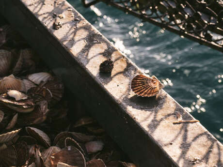 Fête de la Coquille Saint-Jacques