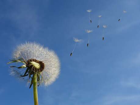 Sortie nature : La forêt contée