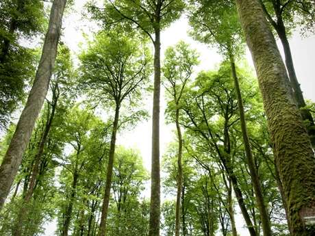 La Forêt domaniale de Villecartier