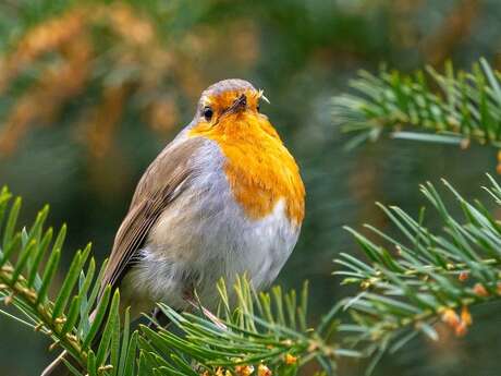 Championnat bi-départemental d'ornithologie